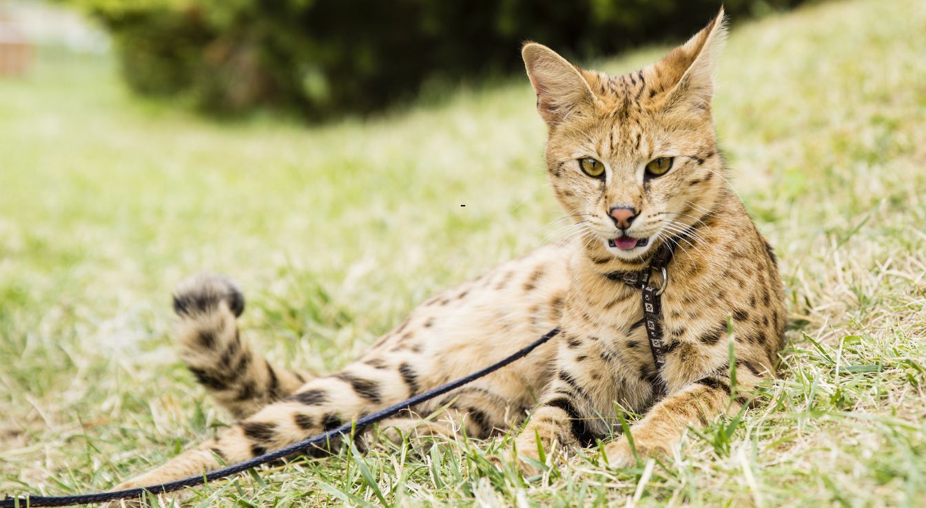 chat Savannah