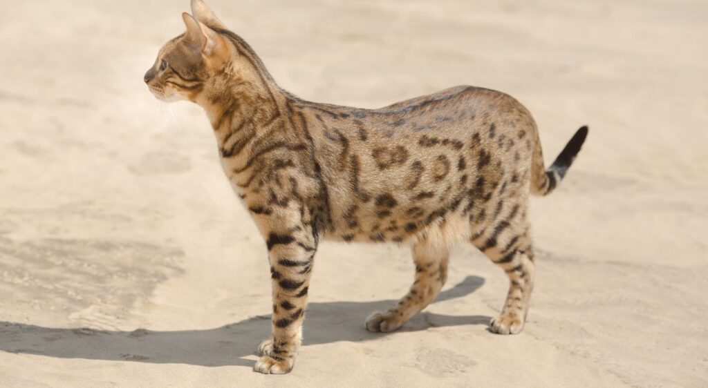 chat Savannah