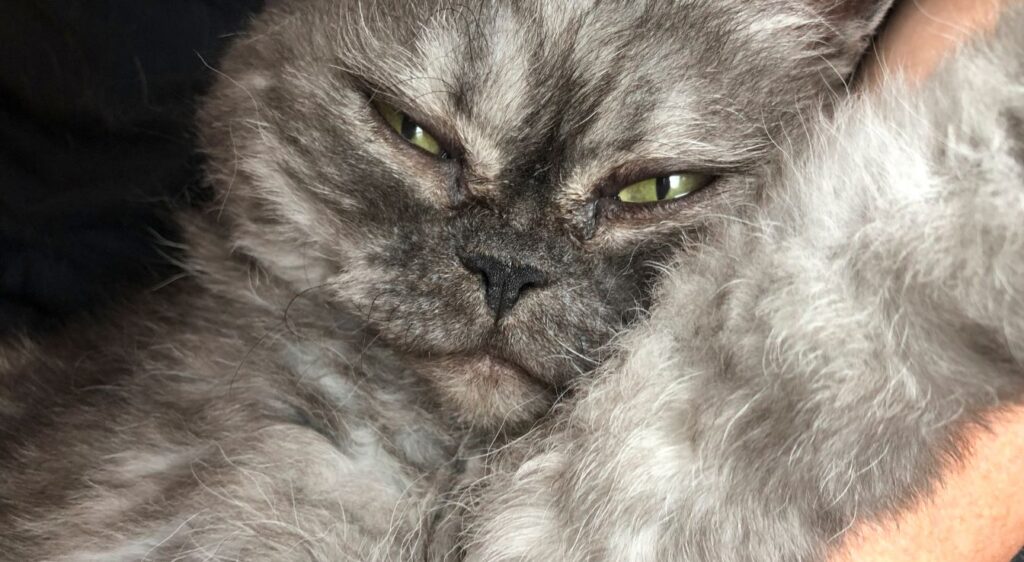 chat Selkirk