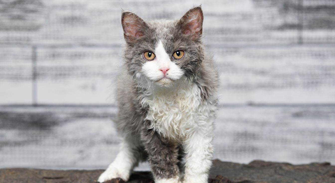 chat Selkirk