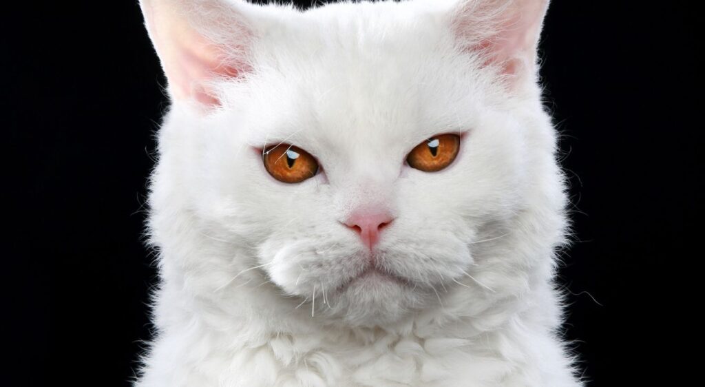 chat Selkirk
