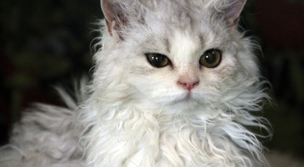 chat Selkirk
