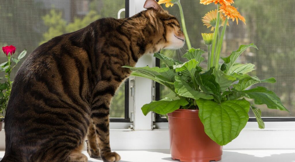 chat Toyger