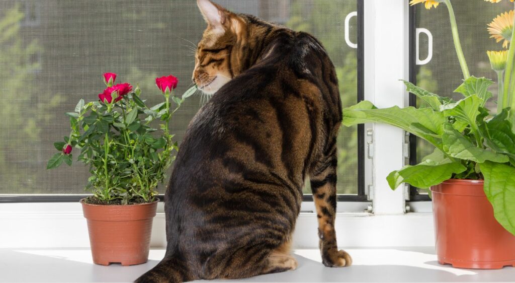 chat Toyger