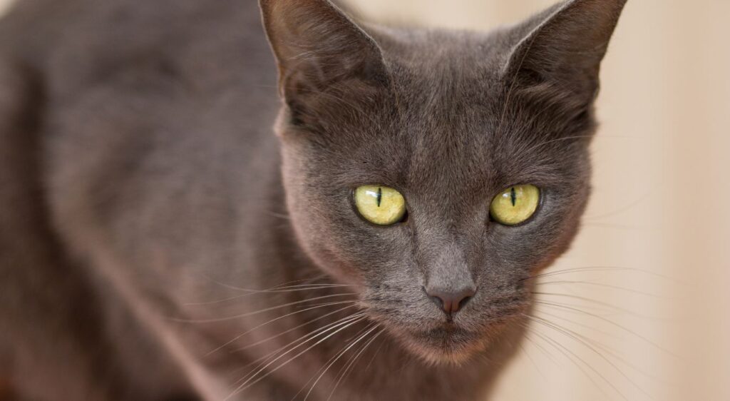 chat marron chocolat