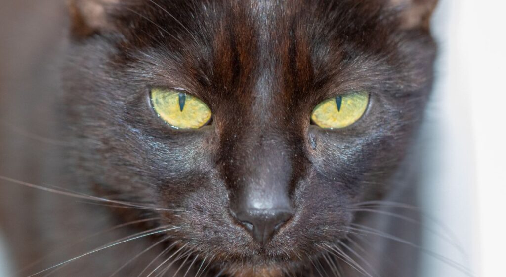 chat marron chocolatchat marron chocolat