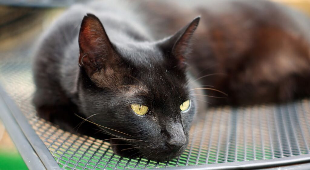 chat marron chocolat