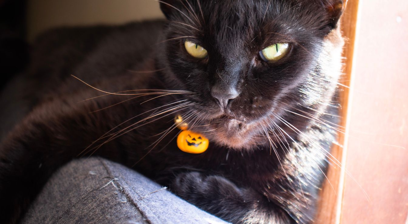 chat marron chocolat