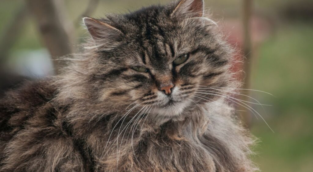chat norvégien