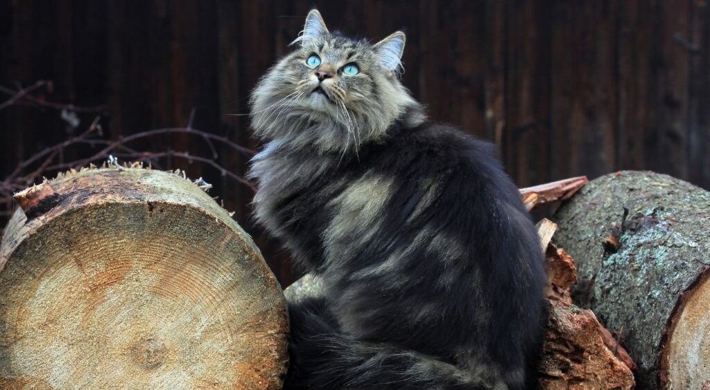 chat norvégien