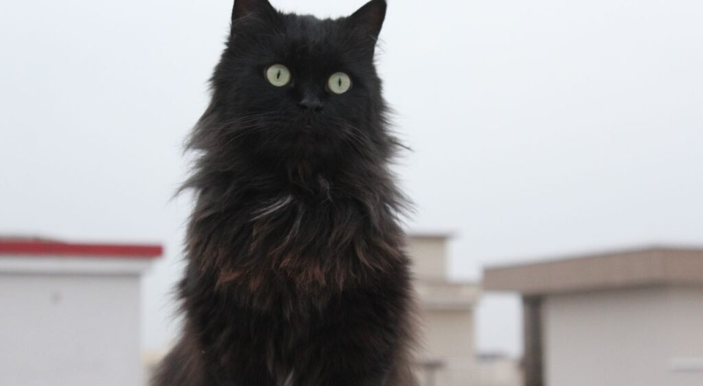 chat norvégien