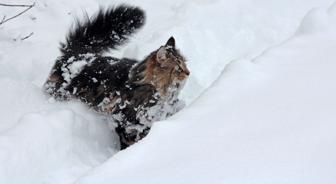 chat norvégien