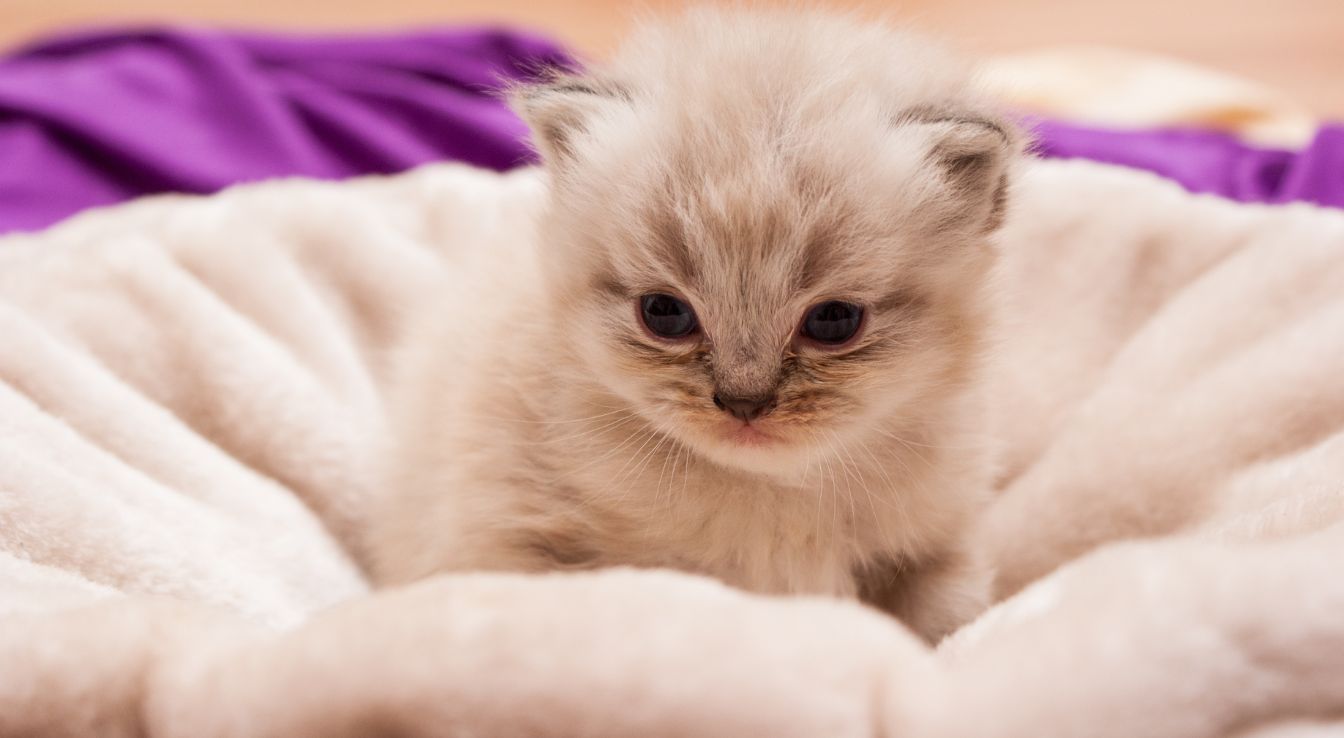 chat persan