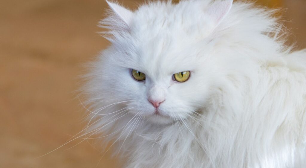 chat persan