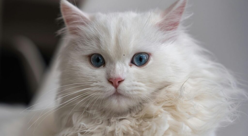 chat persan
