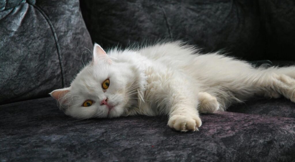 chat persan
