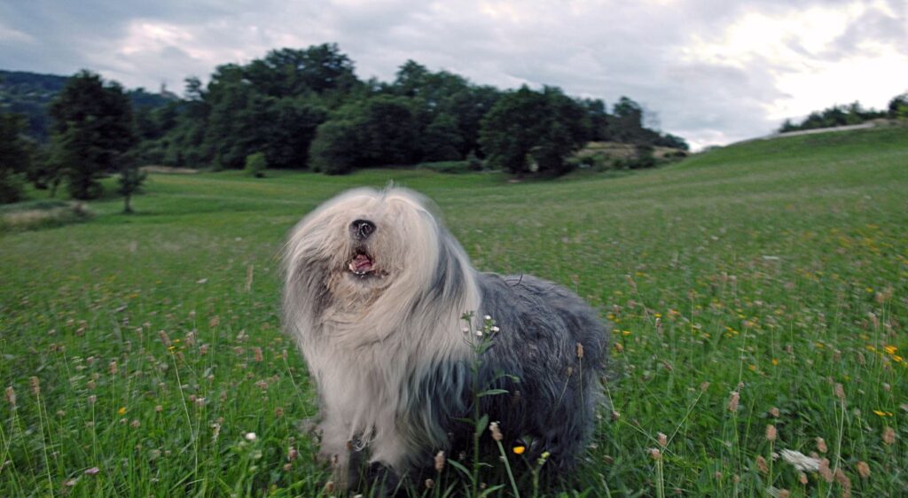 chien Bobtail