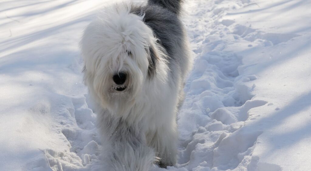chien Bobtail
