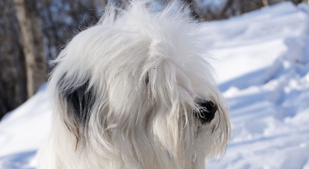 chien Bobtail