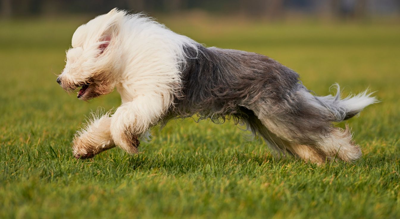 chien Bobtail