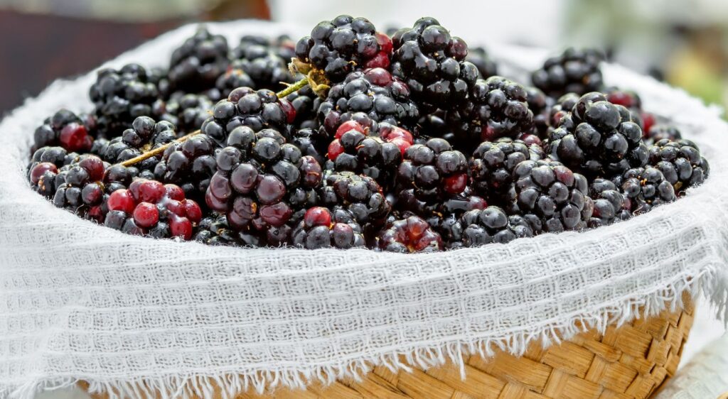 recette confiture mure