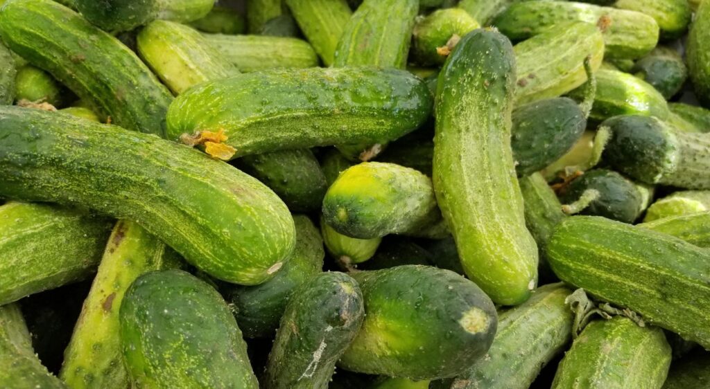 planter le cornichon