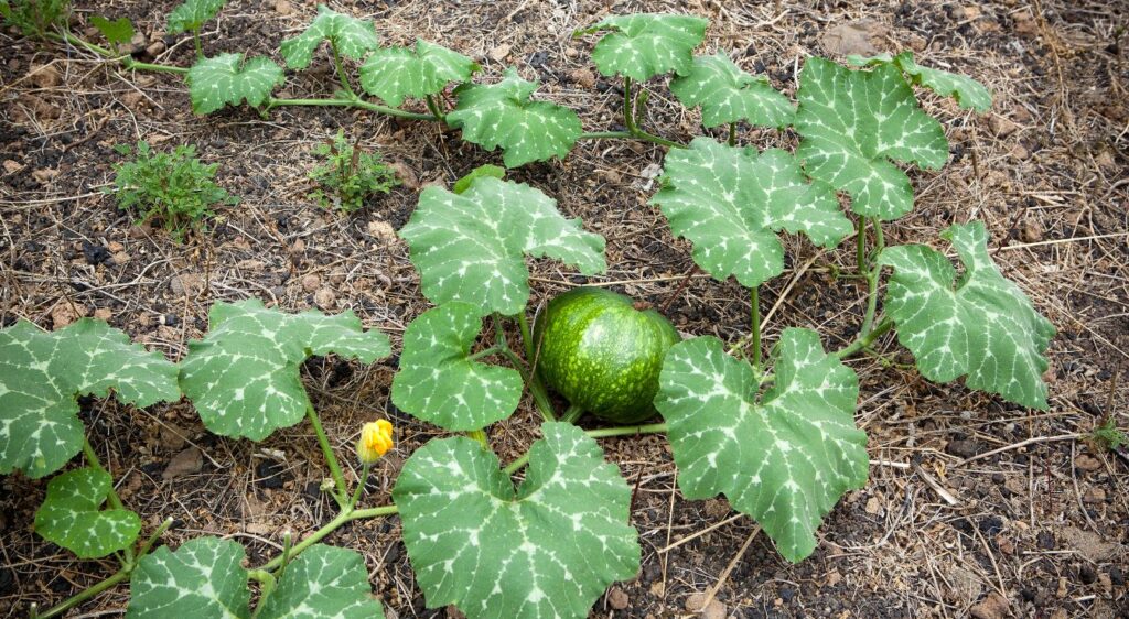 Courge kabocha
