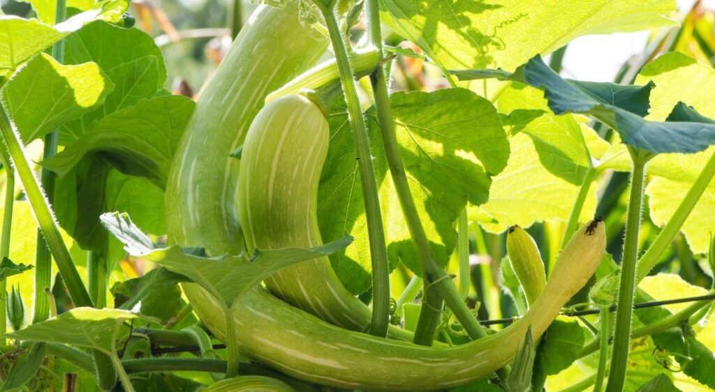 courge longue de Nice