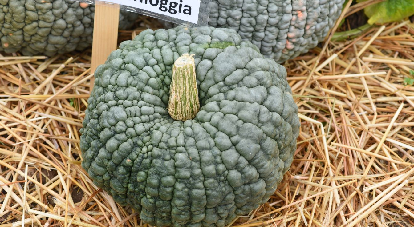 Courge marina di chioggia cultiver