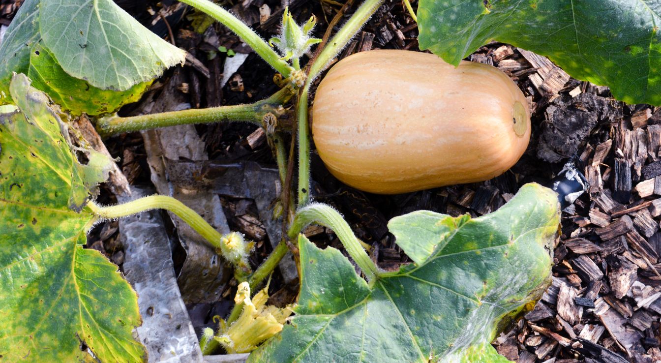 courge musquée