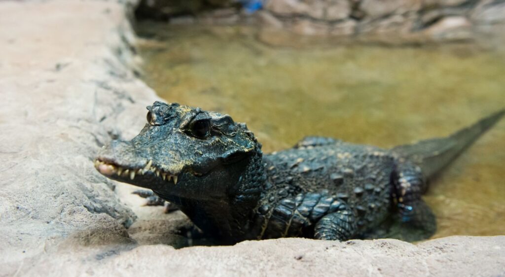 crocodile nain