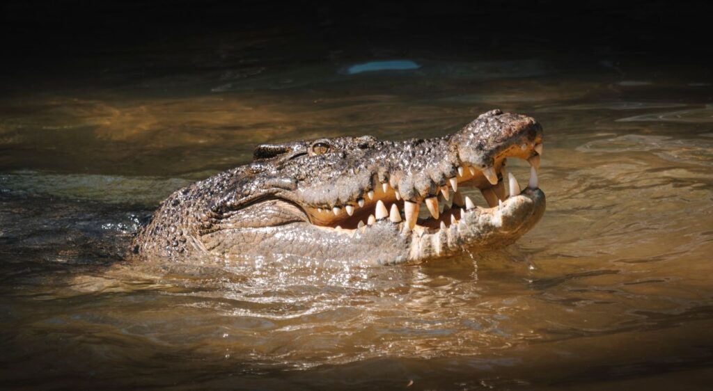 crocodiles