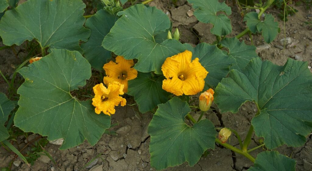 Cucurbita maxima duchesne