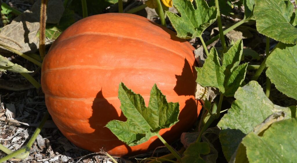 Cucurbita maxima duchesne comestible