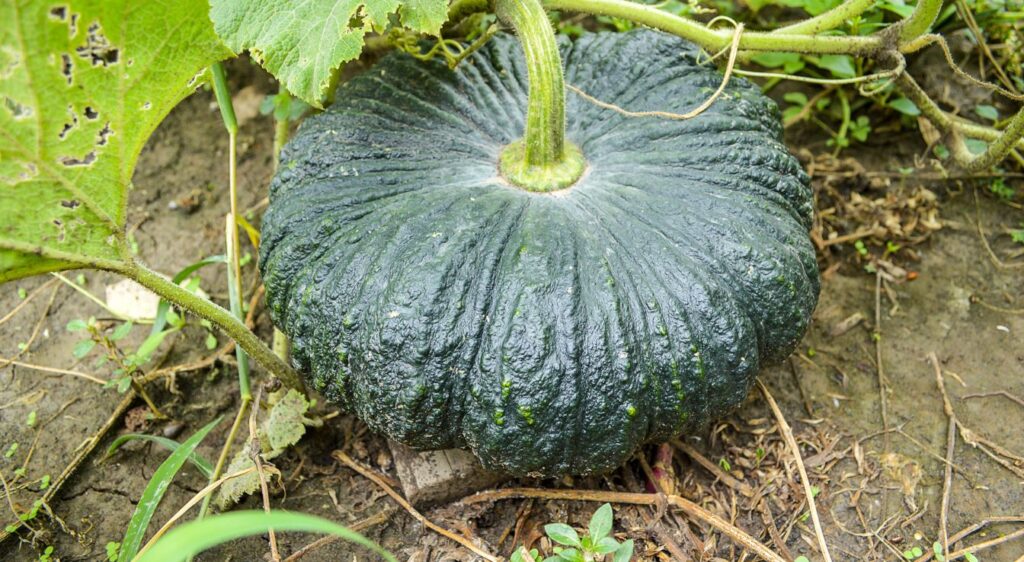 Cucurbita moschata butternut