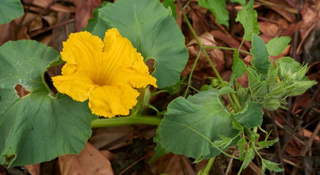 Cucurbita moschata duchesne