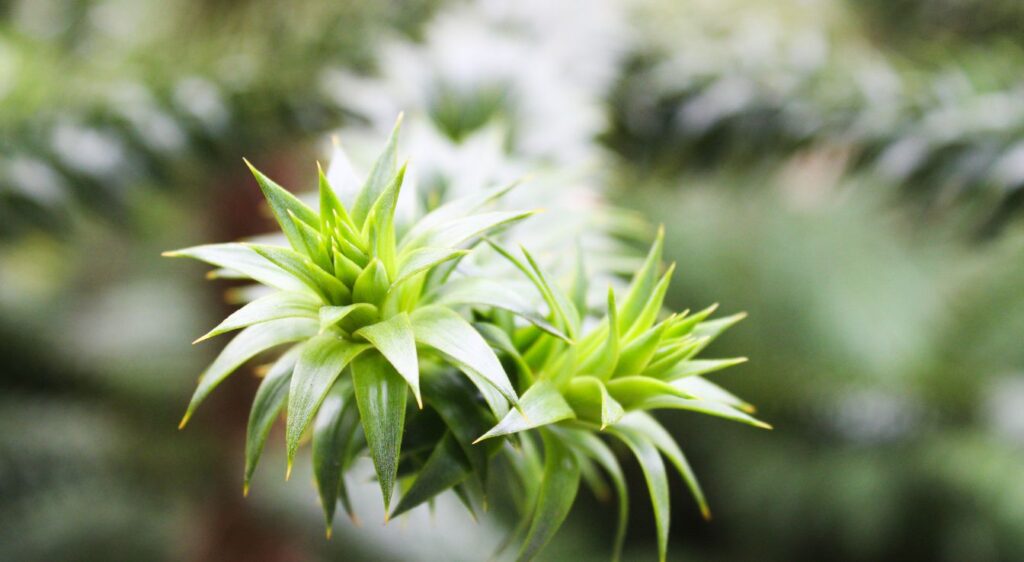 desespoir des singes croissance