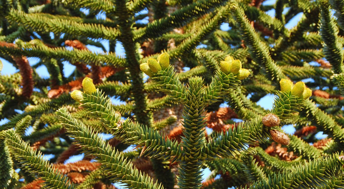 araucaria du chili arbre