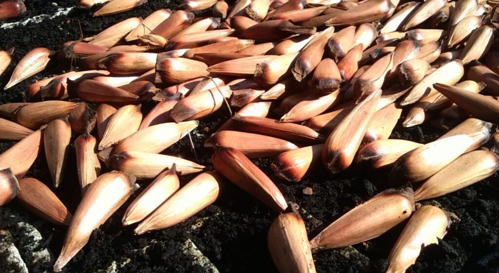 araucaria araucana graines