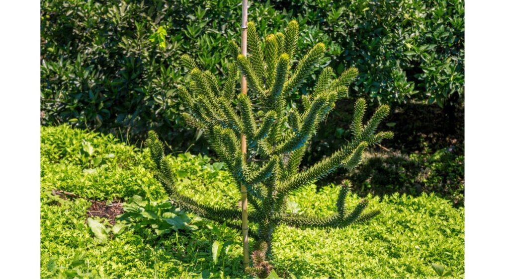 Araucaria du chili entretien