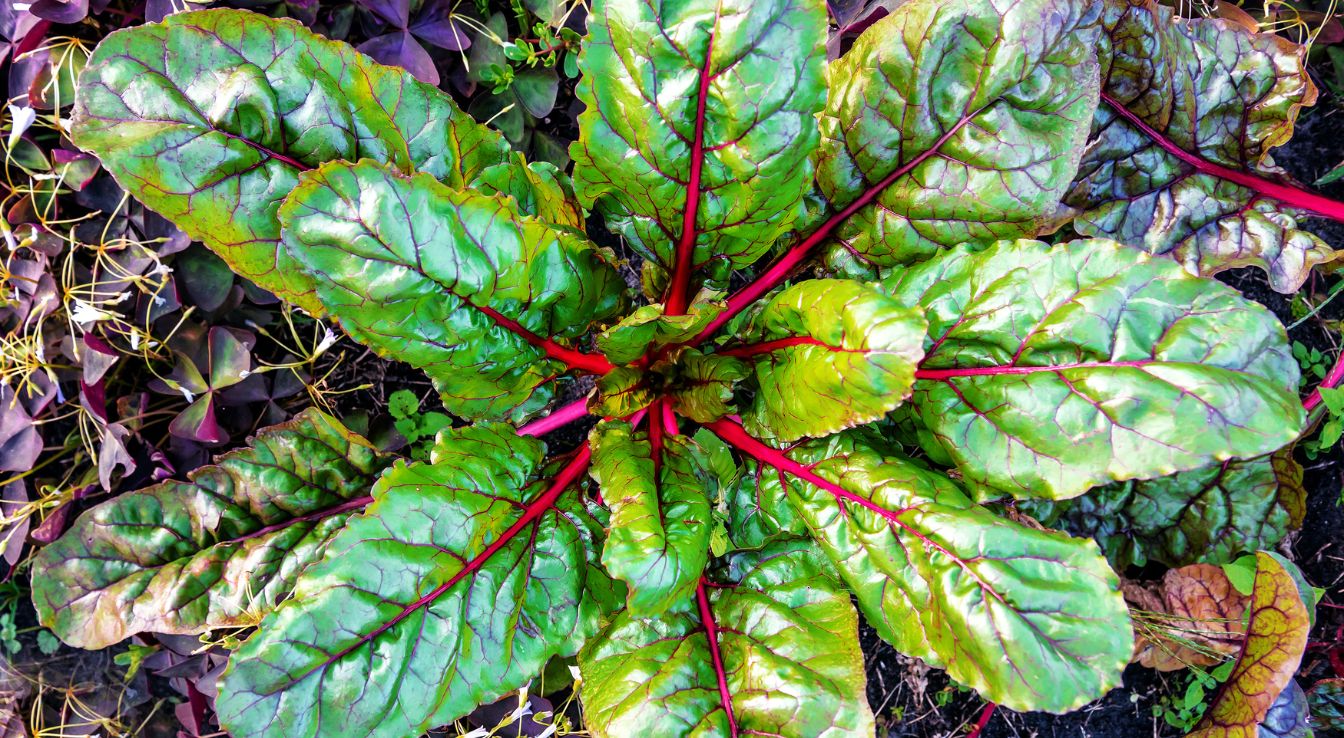 récolte betterave rouge