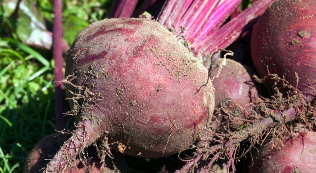 plantation betterave