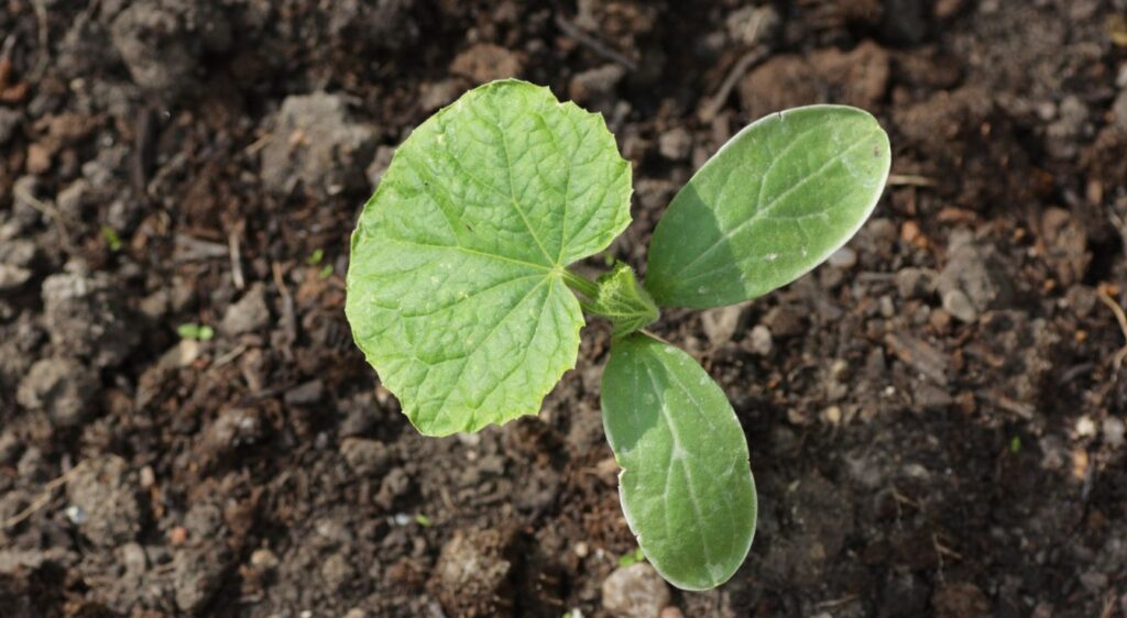 planter des cornichon