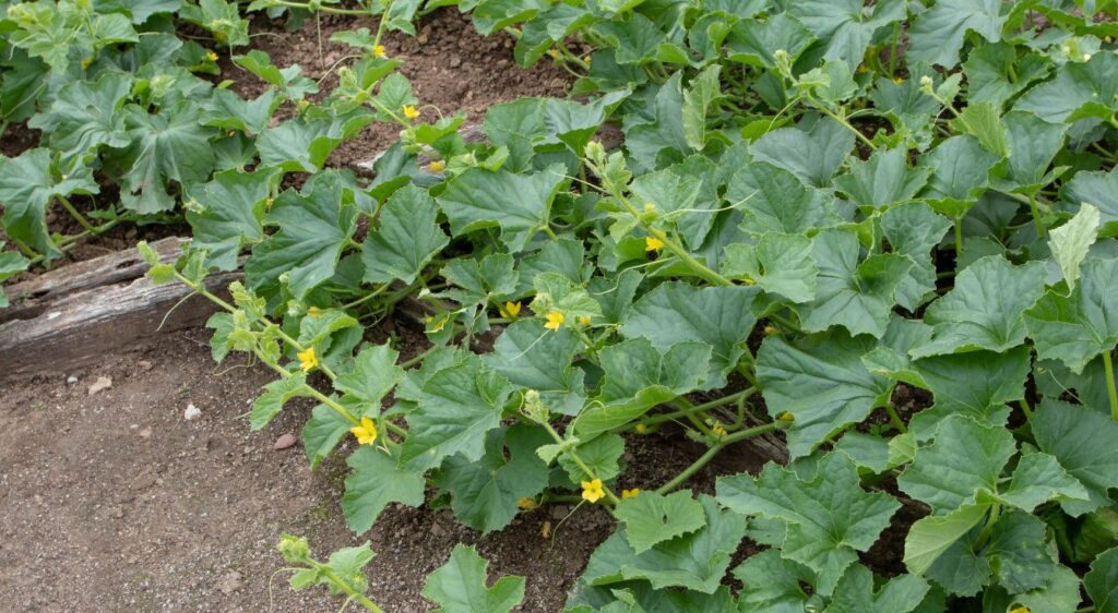 quand planter cornichon