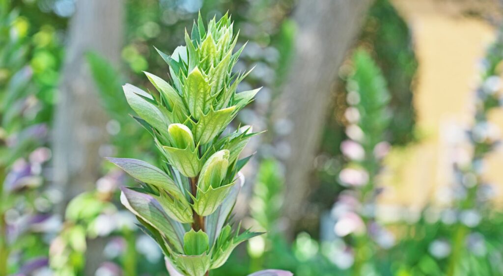 Acanthes entretien