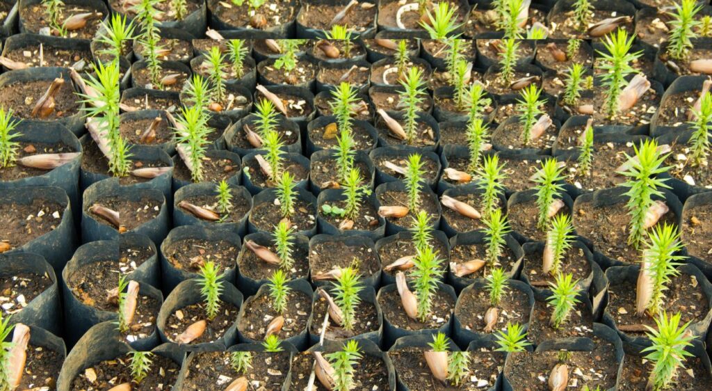 cultiver l'araucaria