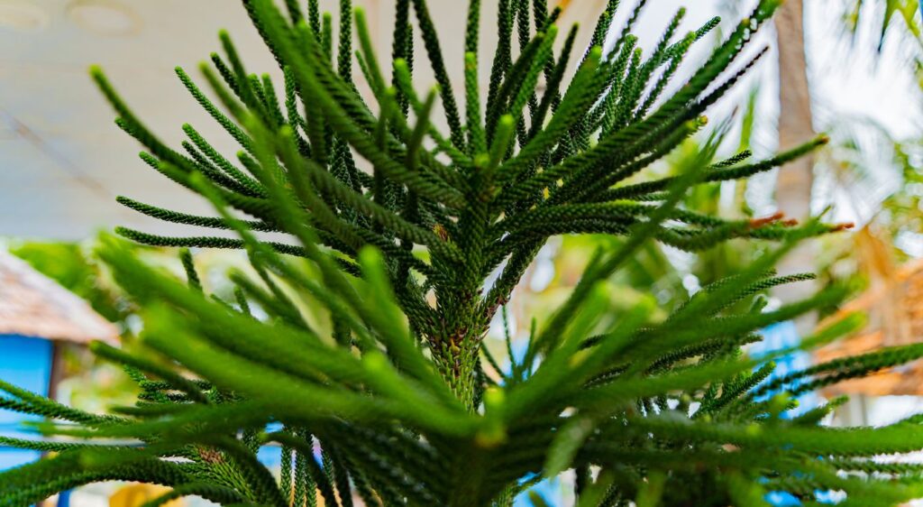 araucaria entretien