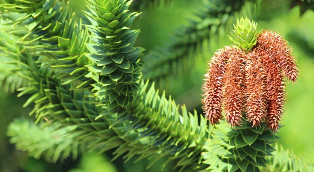 cultiver l'araucaria