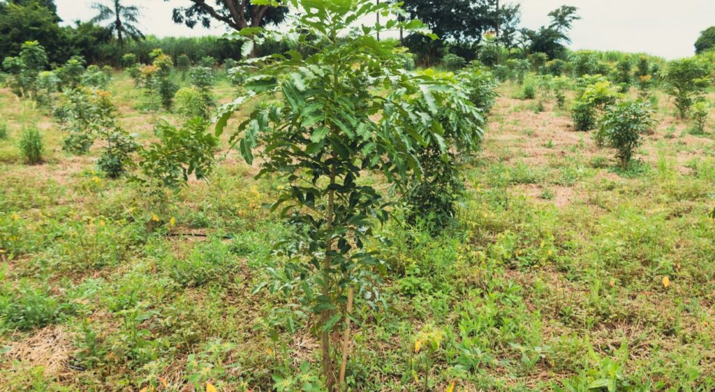 entretien eucalyptus