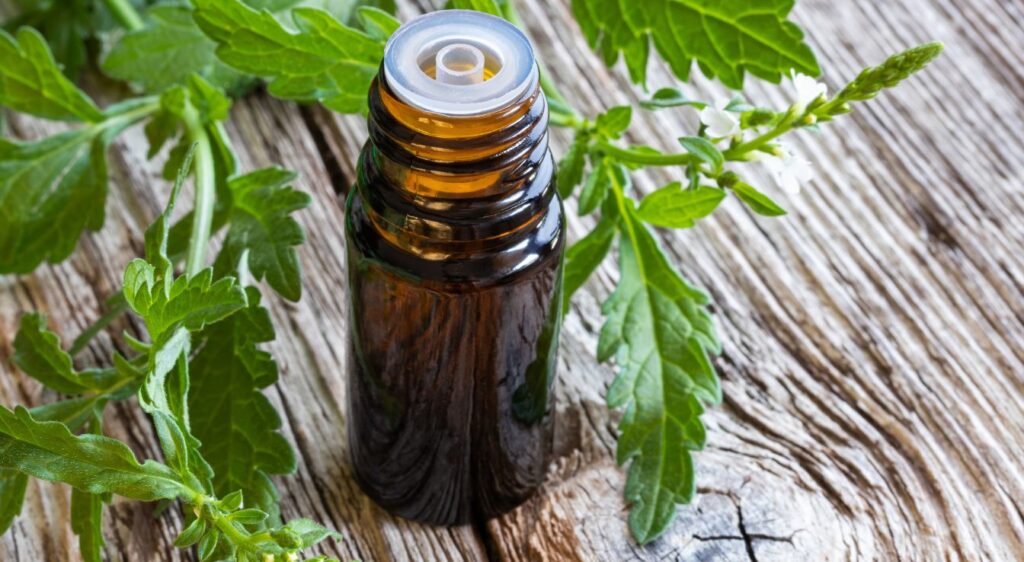 verveine officinale vertus